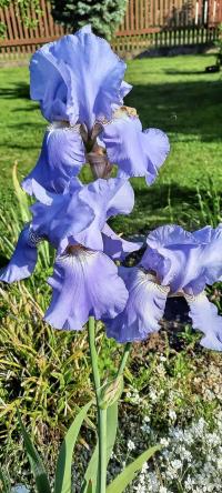 Kosatec (Iris)