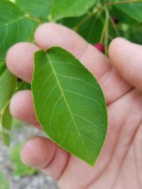 Muchovník kanadský (Amelanchier canadensis)