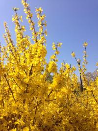 Zlatice prostřední (Forsythia x intermedia)
