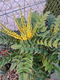 Mahonie prostřední (Mahonia x media)