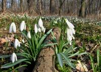 Sněženka podsněžník (Galanthus nivalis)