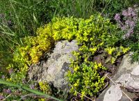 Rozchodník ostrý (Sedum acre)