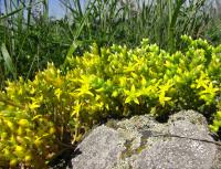 Rozchodník ostrý (Sedum acre)