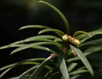 Tis červený (Taxus baccata)