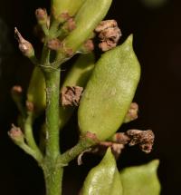 Šeřík obecný (Syringa vulgaris)