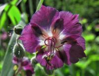 Kakost hnědočervený (Geranium phaeum)