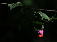 Brslen bradavičnatý (Euonymus verrucosus)