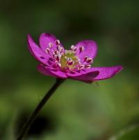Jaterník podléška (Hepatica nobilis)