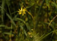 Hlaváček letní (Adonis aestivalis var citrina)