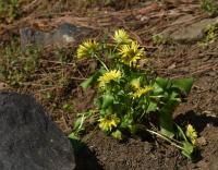 Kamzičník kavkazský (Doronicum orientale)
