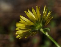 Kamzičník kavkazský (Doronicum orientale)