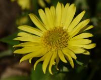 Kamzičník kavkazský (Doronicum orientale)