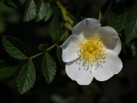 Růže oválnolistá (Rosa elliptica)