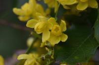 Mahónie cesmínolistá (Mahonia aquifolium)