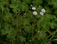 Kakost pyrenejský (Geranium pyrenaicum)