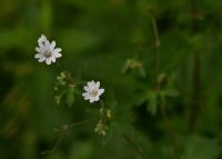 Kakost pyrenejský (Geranium pyrenaicum)