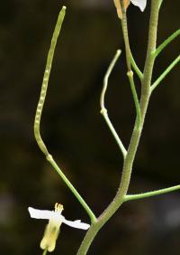 Huseník kavkazský (Arabis caucasica)