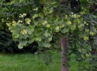 Jinan dvoulaločný (Ginkgo biloba)