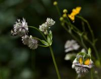 Jarmanka větší (Astrantia major)