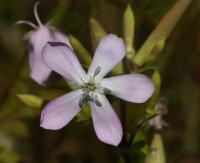 Mydlice lékařská (Saponaria officinalis)