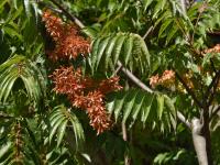 Pajasan žláznatý (Ailanthus altissima)