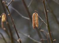 Líska obecná (Corylus avellana)