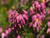 Vřesovec pleťový (Erica carnea)