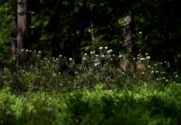 Rojovník bahenní (Rhododendron tomentosum)