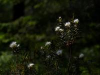 Rojovník bahenní (Rhododendron tomentosum)
