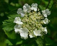 Kalina obecná (Viburnum opulus)