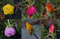 Šrucha velkokvětá (Portulaca grandiflora)