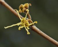 Vilín viržinský (Hamamelis virginiana)
