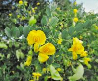 Žanovec měchýřník (Colutea arborescens)