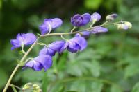 Blauer Eisenhut (Aconitum napellus)