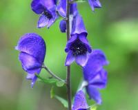 Blauer Eisenhut (Aconitum napellus)