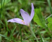 Herbstzeitlose (Colchicum autumnale)