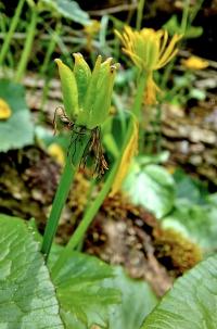 Sumpfdotterblume (Caltha palustris)