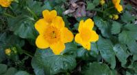 Sumpfdotterblume (Caltha palustris)