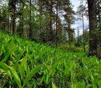 Maiglöckchen (Convallaria majalis)