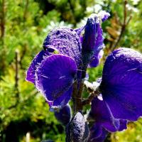 Blauer Eisenhut (Aconitum napellus)
