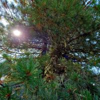 Zirbelkiefer (Pinus cembra)