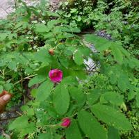Gebirgs-Rose (Rosa pendulina)