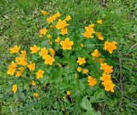 Sumpfdotterblume (Caltha palustris)