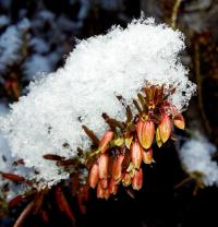 Schneeheide (Erica carnea)