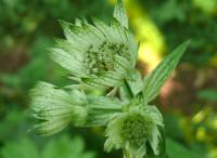Jarmanka větší (Astrantia major)