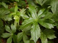 Jarmanka větší (Astrantia major)