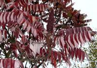 Škumpa orobincová (Rhus typhina)