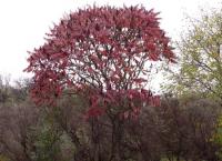 Škumpa orobincová (Rhus typhina)
