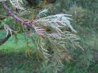 Dub letní 'Pectinata' (Quercus robur)