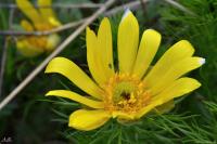 Hlaváček jarní (Adonis vernalis)